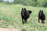 SCHIPPERKE 652